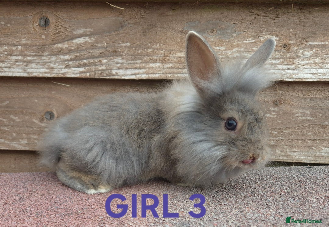 Lionhead rabbits for sale: Beautiful lionheads - Image 5