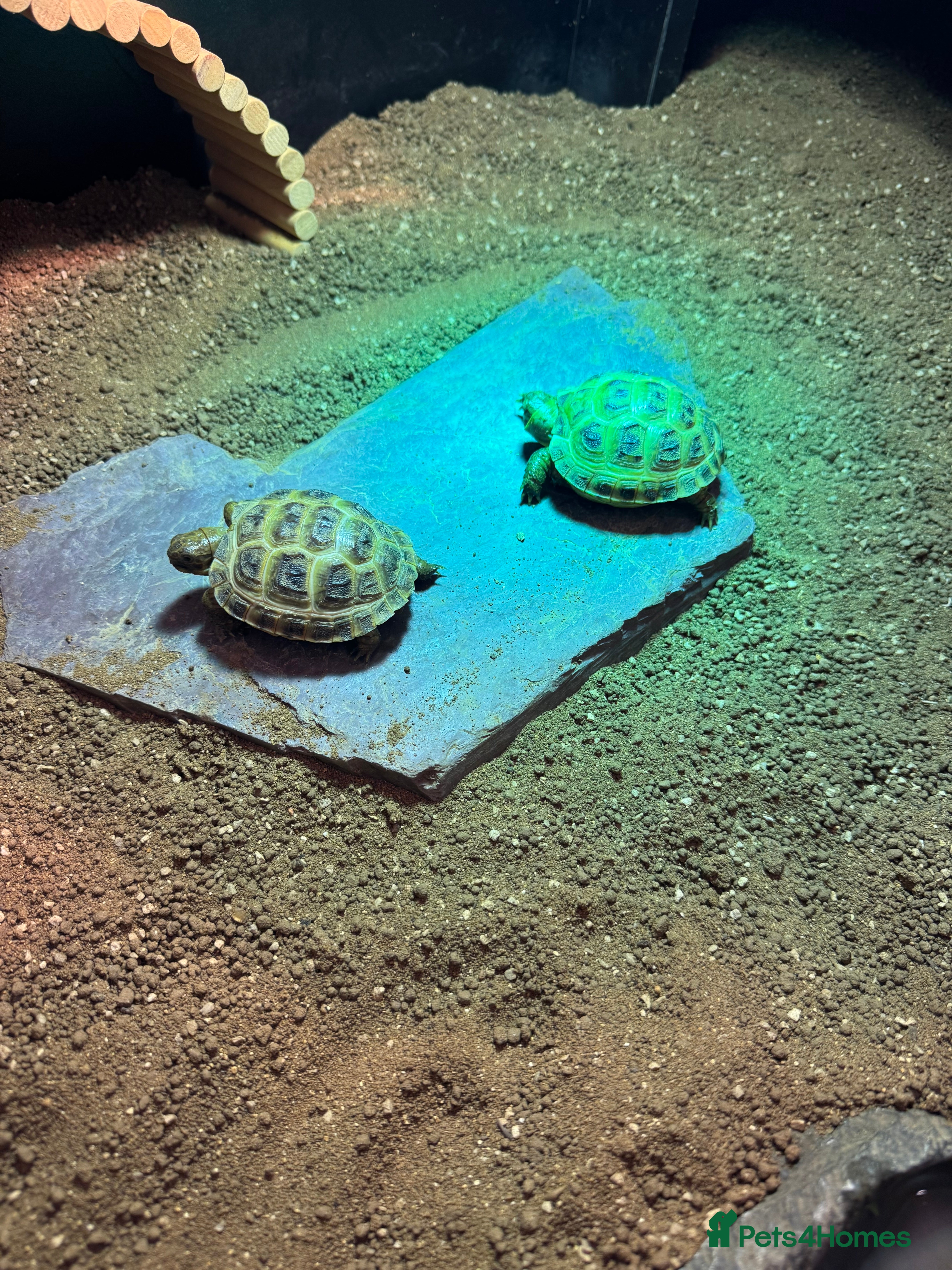 Tortoise reptiles 2 Horsefield Tortoises and full set up for sale - Advert 2