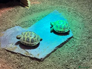 Tortoise reptiles 2 Horsefield Tortoises and full set up for sale - Advert 2
