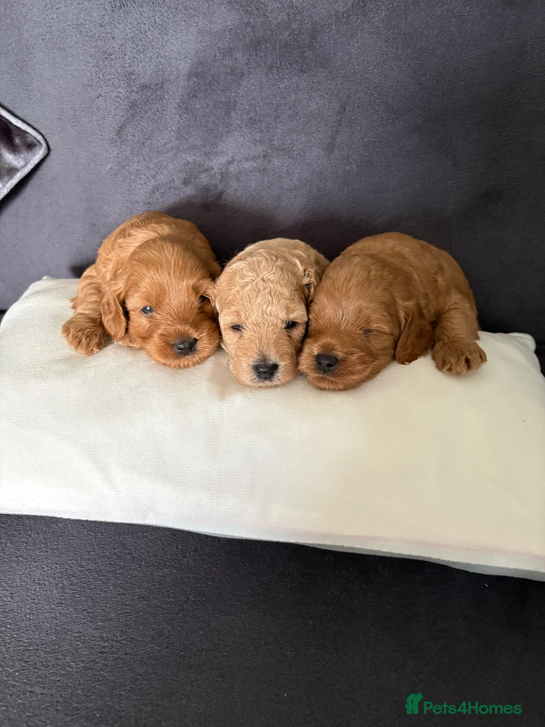 Cavapoo dogs for sale: F1b Cavapoo Puppies 1 Boy,2 Girls in Leeds - Advert 17