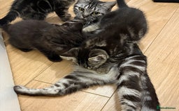 Ragdoll cats for sale: Smoke Ragdoll x British shorthair kitten - Image 2