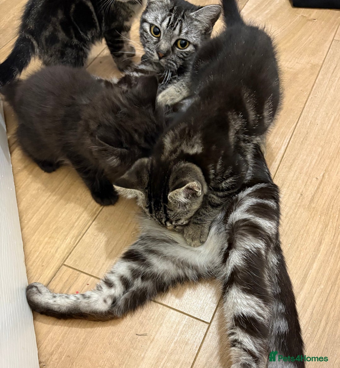 Ragdoll cats for sale: Smoke Ragdoll x British shorthair kitten - Image 2