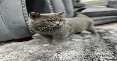 British Shorthair cats - Advert 9