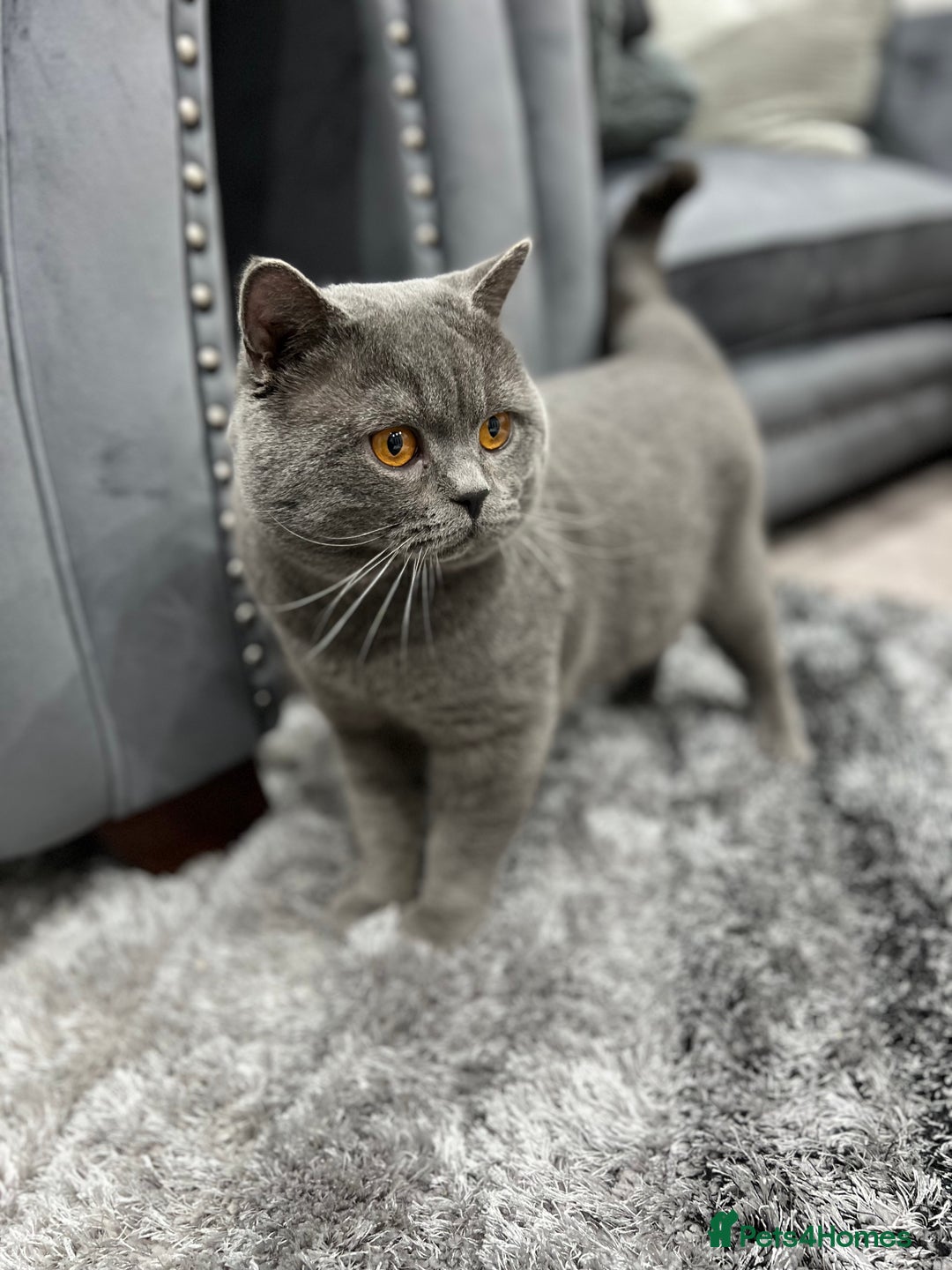 British Shorthair cats for sale: GCCF Active British Shorthair - Image 3
