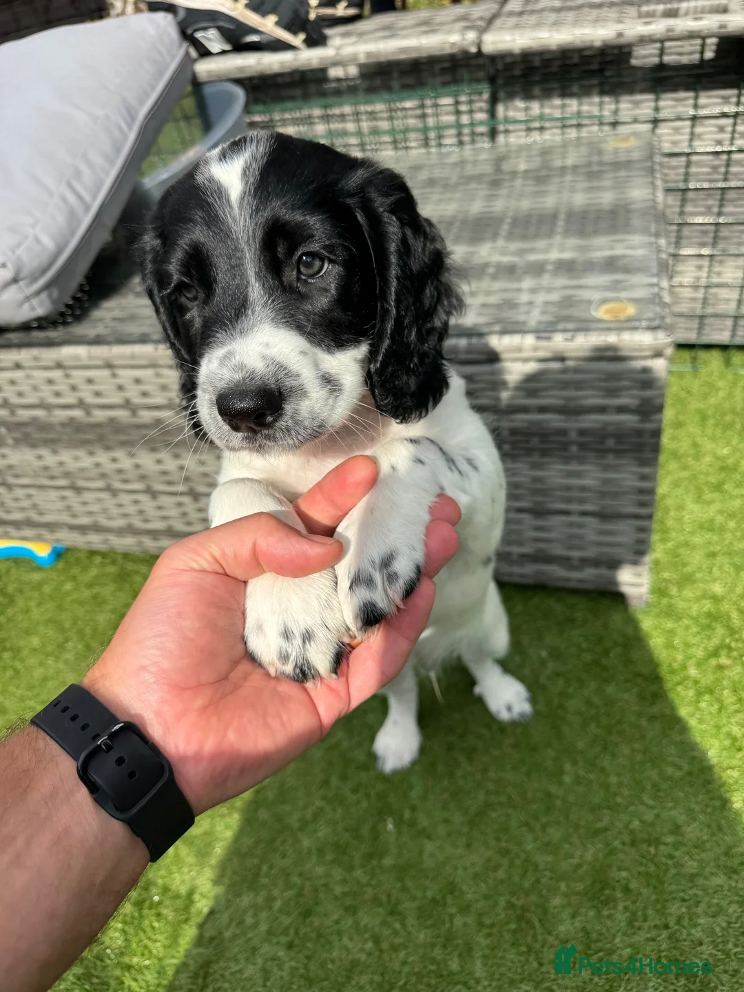 English Springer Spaniel dogs for sale: Springer Spaniels 4 x Boys in Wakefield - Advert 8