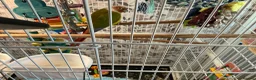 Conures birds for sale: Female conure for sale in Huntingdon - Advert 1