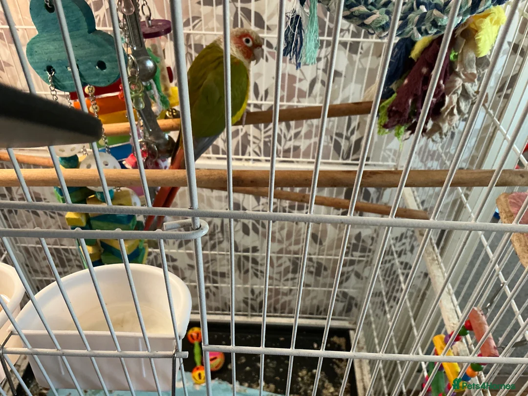 Conures birds for sale: Female conure for sale in Huntingdon - Advert 1