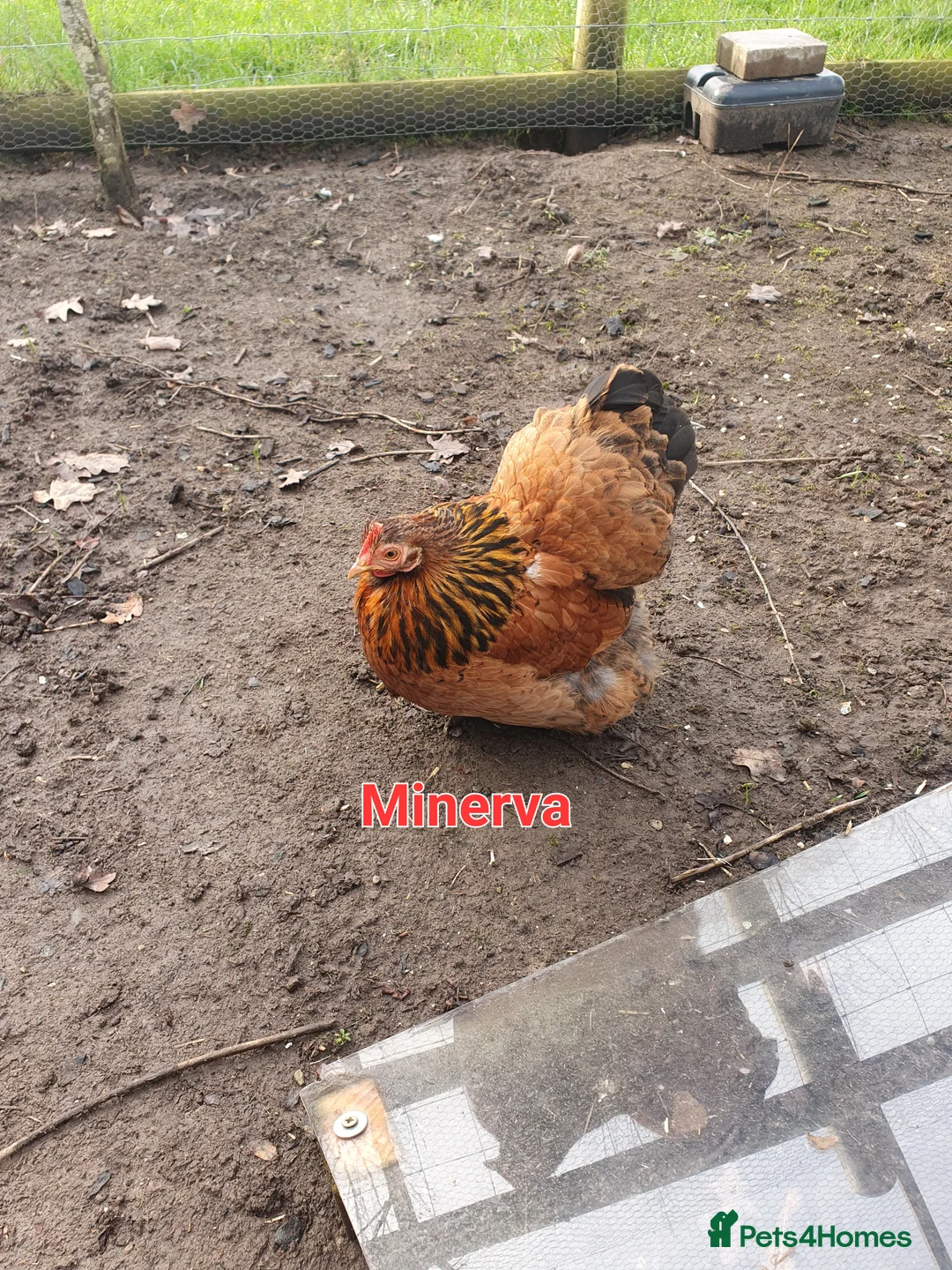 Chickens poultry for sale: Bantams & sebrights - Advert 3