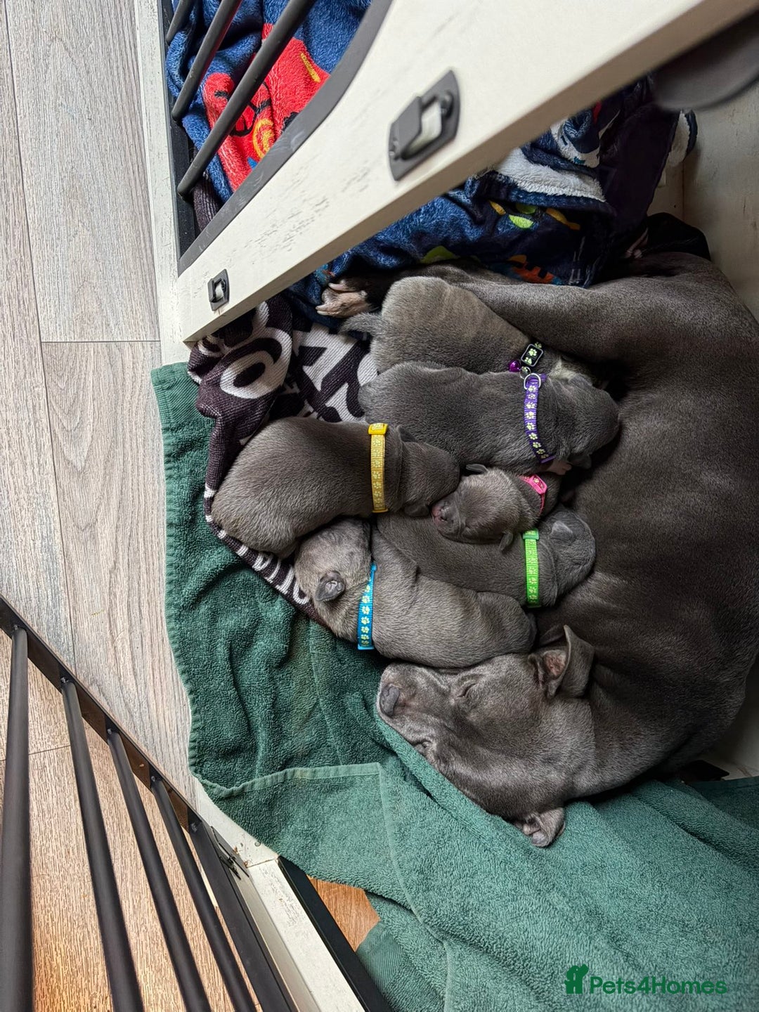 Staffordshire Bull Terrier dogs for sale: BLUE STAFFORDSHIRE BULL TERRIORS - Advert 12