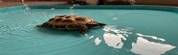 Tortoise reptiles for sale: 2x Tortoise + Viv  - Advert 6