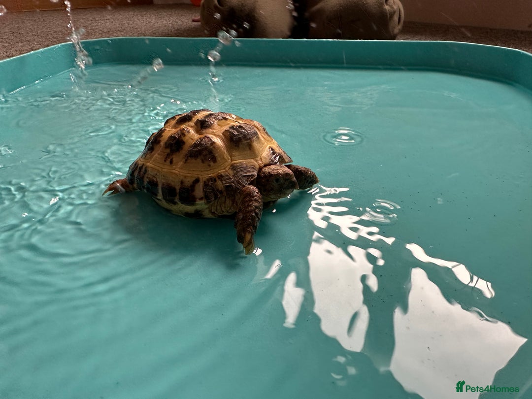 Tortoise reptiles for sale: 2x Tortoise + Viv  - Advert 6