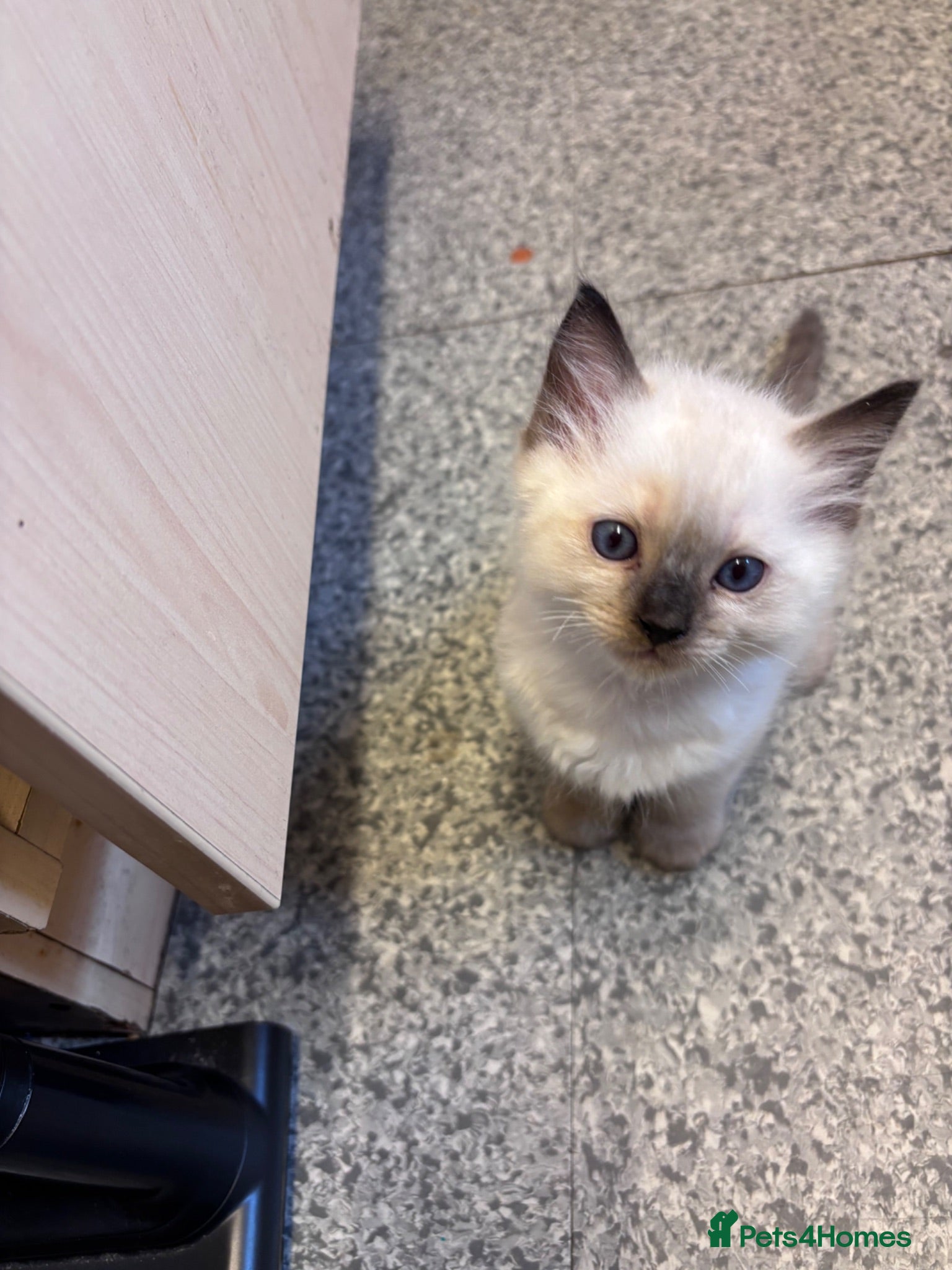 Ragdoll cats Beautiful pedigree kittens  - Advert 2