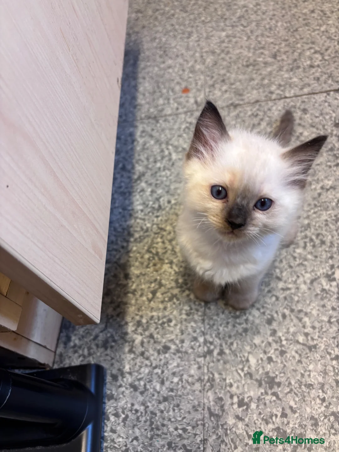 Ragdoll cats for sale: Beautiful pedigree kittens  in Peterborough - Advert 2