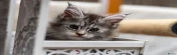 Maine Coon cats for sale: GCCF kittens champion line & outstanding pedigree - Advert 5