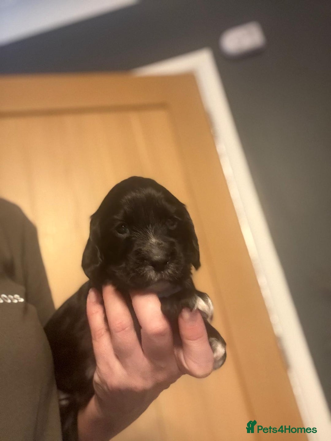 Cocker Spaniel dogs for sale: Stunning KC Working Cocker Spaniel Puppies - Image 14