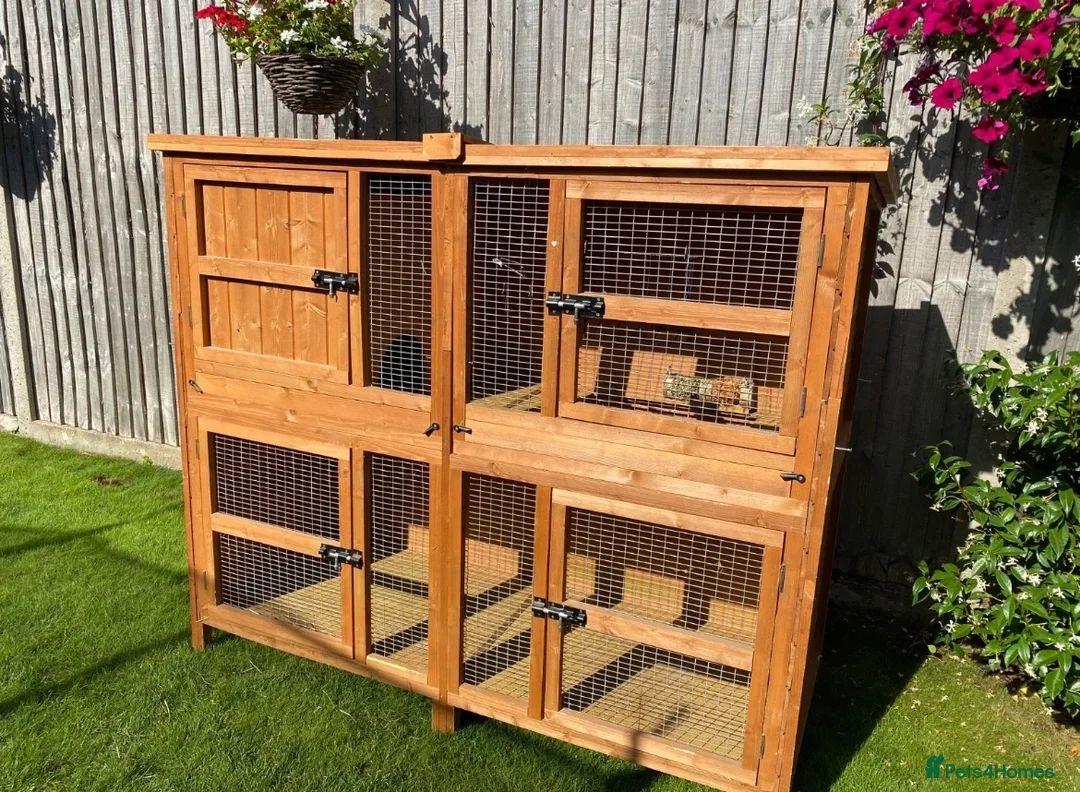 Ferret rodents for sale: 2 male ferrets - Advert 4