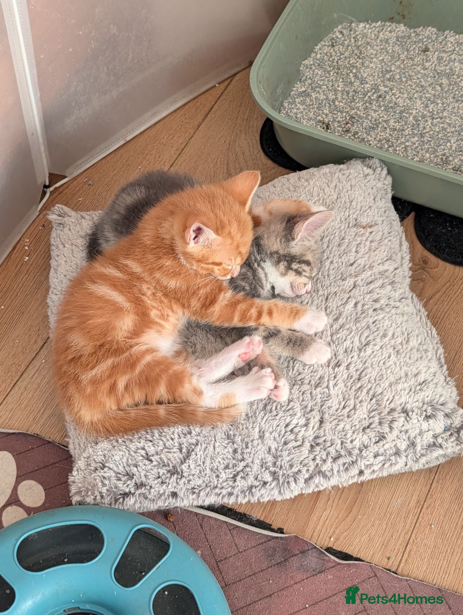 Mixed Breed cats Gorgeous ginger kitten - Advert 20