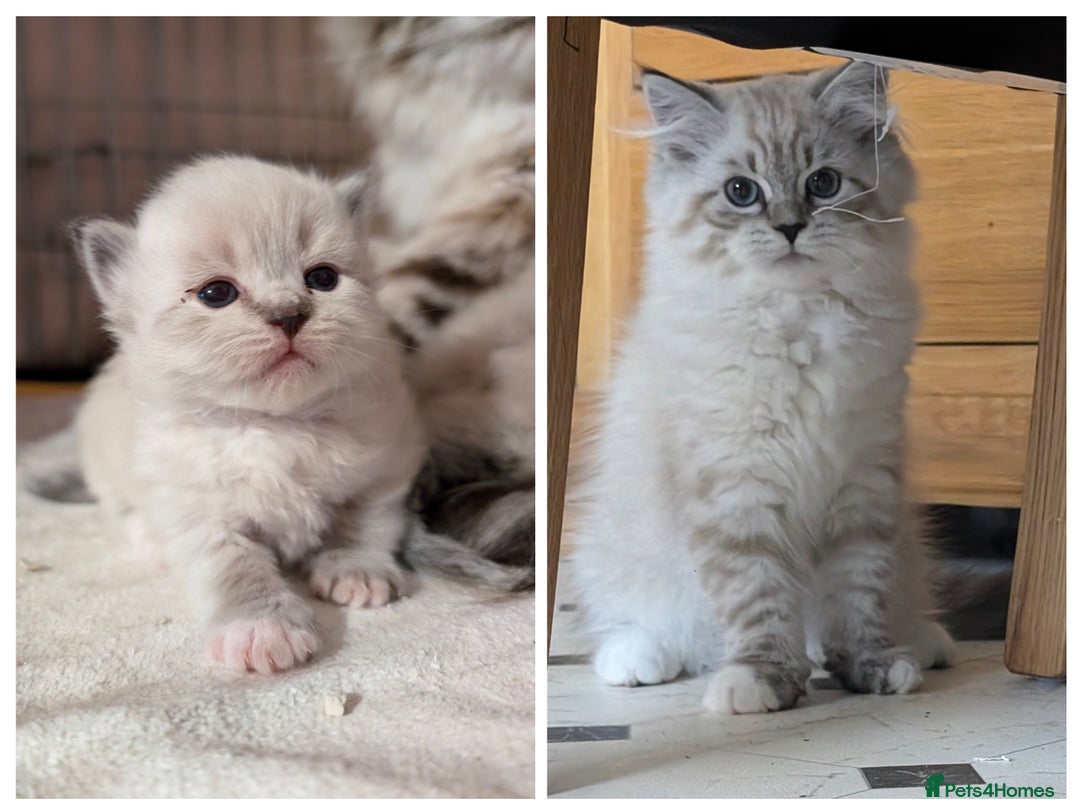Siberian cats for sale: Litter "W" Neva Masquerade - Image 23
