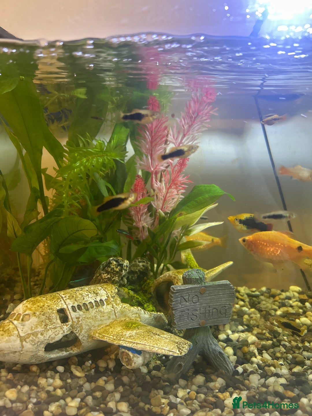 Platies fish for sale: Plates and Rosie barbs for sale - babies - Advert 1