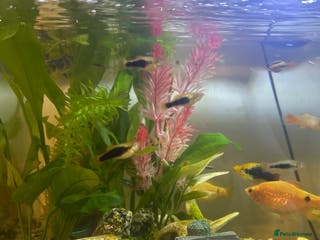Platies fish Plates and Rosie barbs for sale - babies - Advert 3