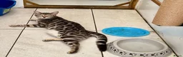 Bengal cats for sale: TICA registered pure bred Bengal kittens - Advert 16