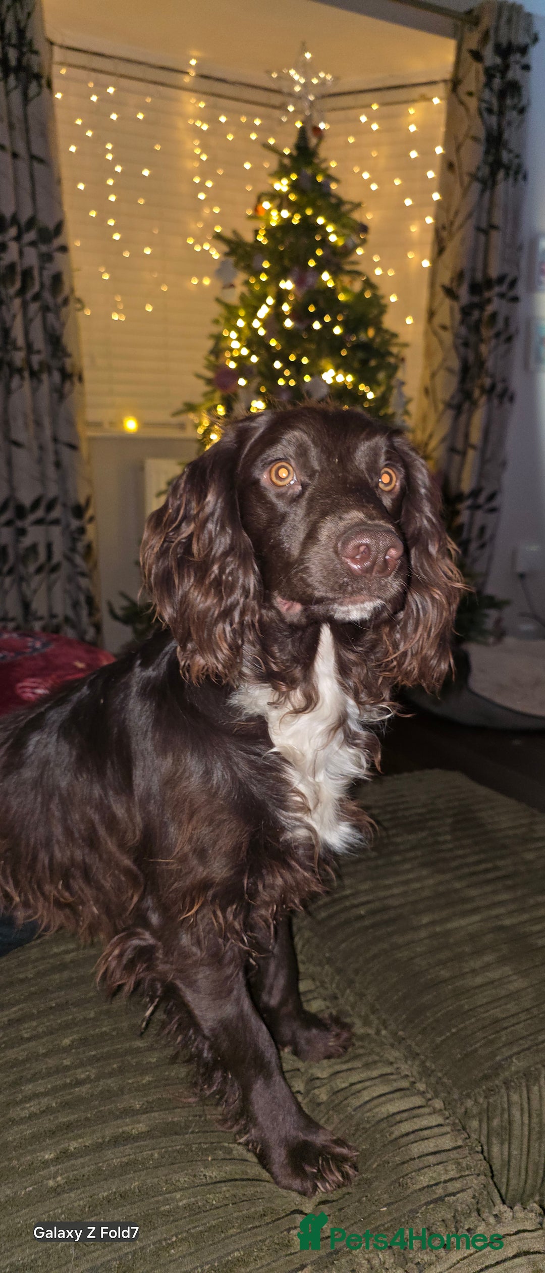 Sprocker dogs for sale: Beautiful chunky sprocker spaniel puppies  - Advert 16