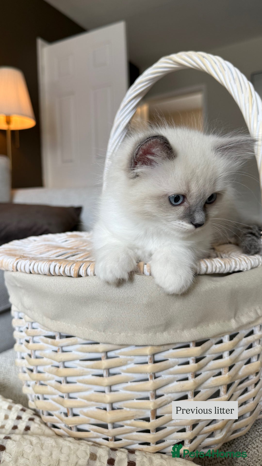 Ragdoll cats for sale: Purebred Ragdolls – Ready to Reserve Now 🍼 - Image 8