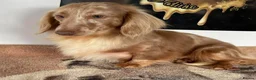 Miniature Dachshund dogs for sale: 🤎Quality miniature longhair dachshunds🤎  - Advert 7