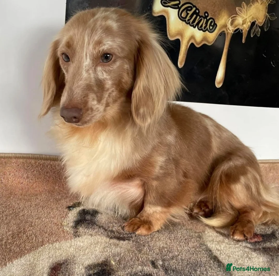 Miniature Dachshund dogs for sale: 🤎Quality miniature longhair dachshunds🤎  - Advert 7