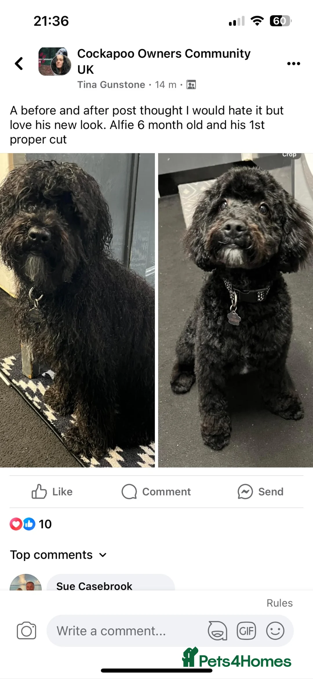 Cockapoo dogs for sale: Cockapoo in Rotherham - Advert 3