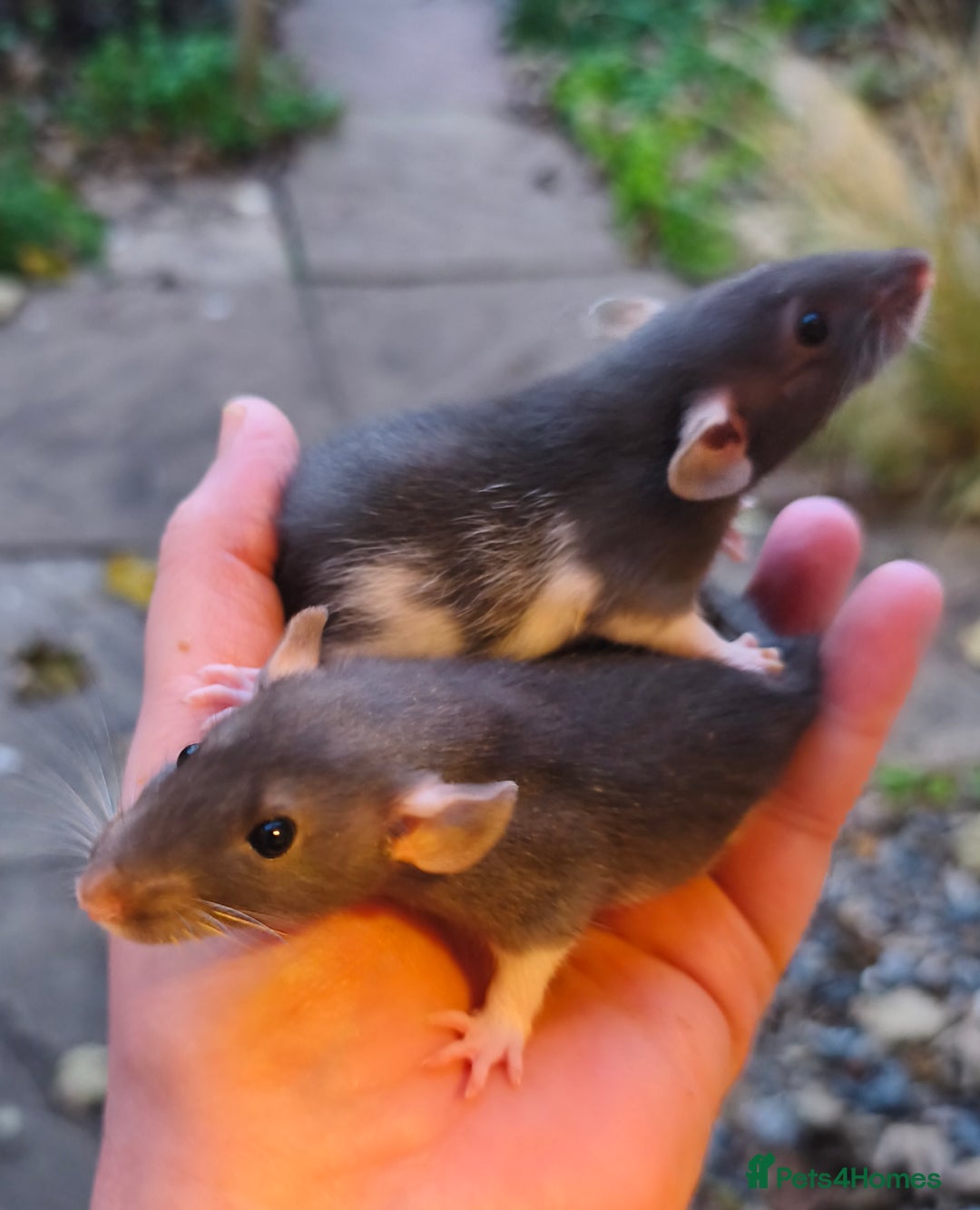 Rat rodents for sale: Beautiful male Dumbo rats - Image 2