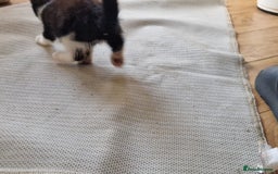 Mixed Breed cats for sale: ready to go - Image 7