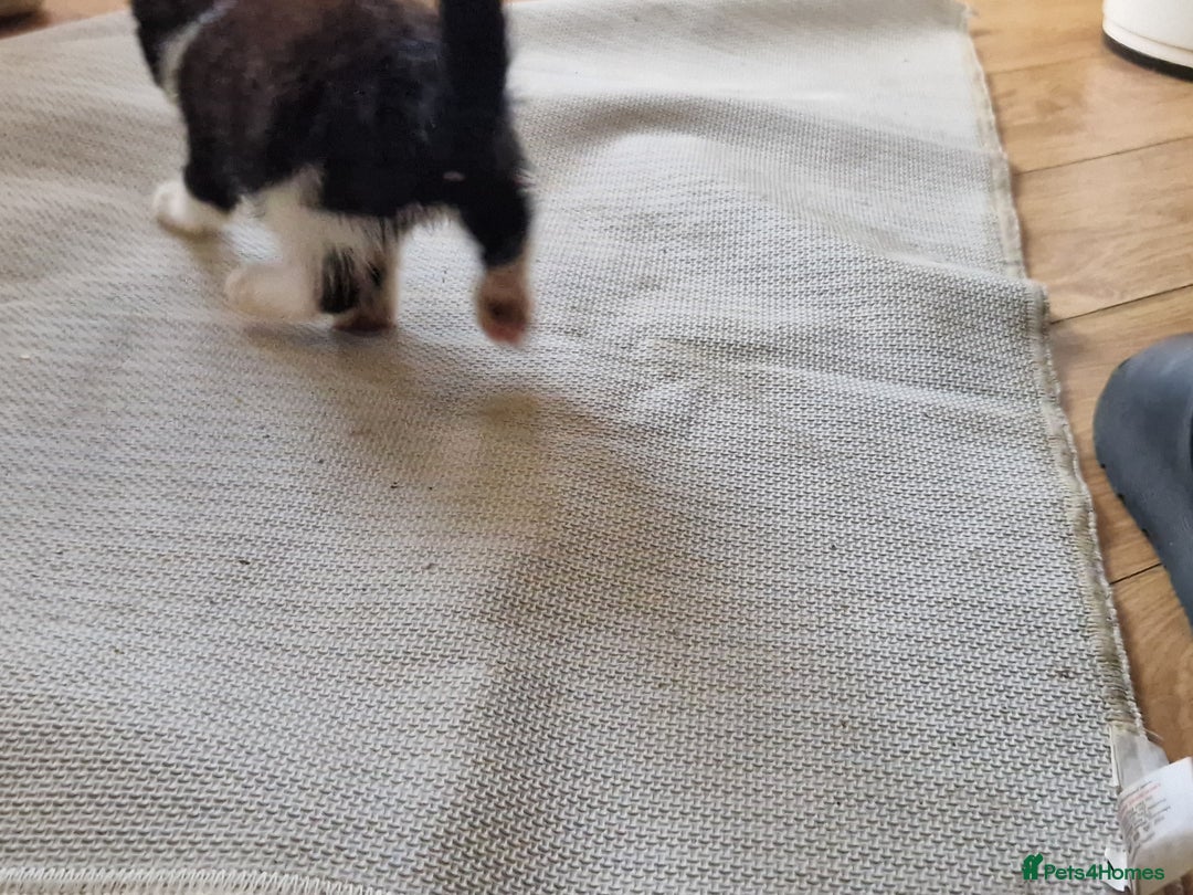 Mixed Breed cats for sale: ready to go - Image 7
