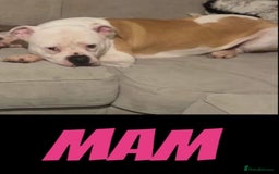 Mixed Breed dogs for sale: American Bulldog X Cane Corso - Image 24