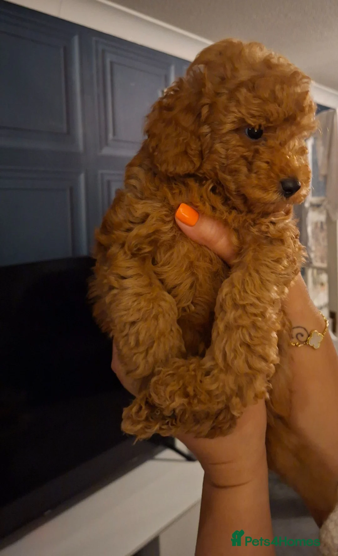 Toy Poodle dogs for sale: KC registered red toy poodles  - Advert 2