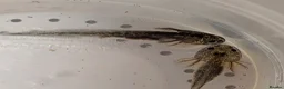 Axolotl reptiles for sale: Beautiful clutch of baby Axolotls  - Advert 22
