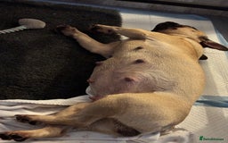 French Bulldog dogs for sale: French Bulldogs Puppies  - Image 3