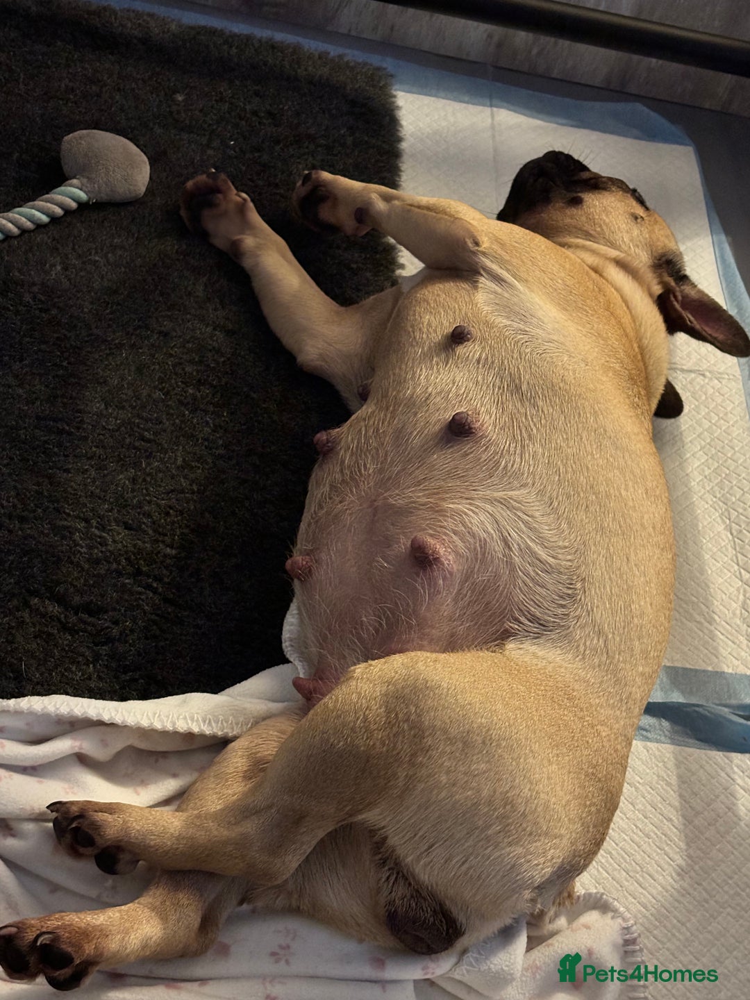 French Bulldog dogs for sale: French Bulldogs Puppies  - Image 3