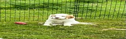 Clumber Spaniel dogs for sale: Dear little Clumber, female lemon and white - Advert 5