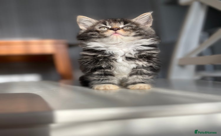 Mixed Breed cats - Advert 14