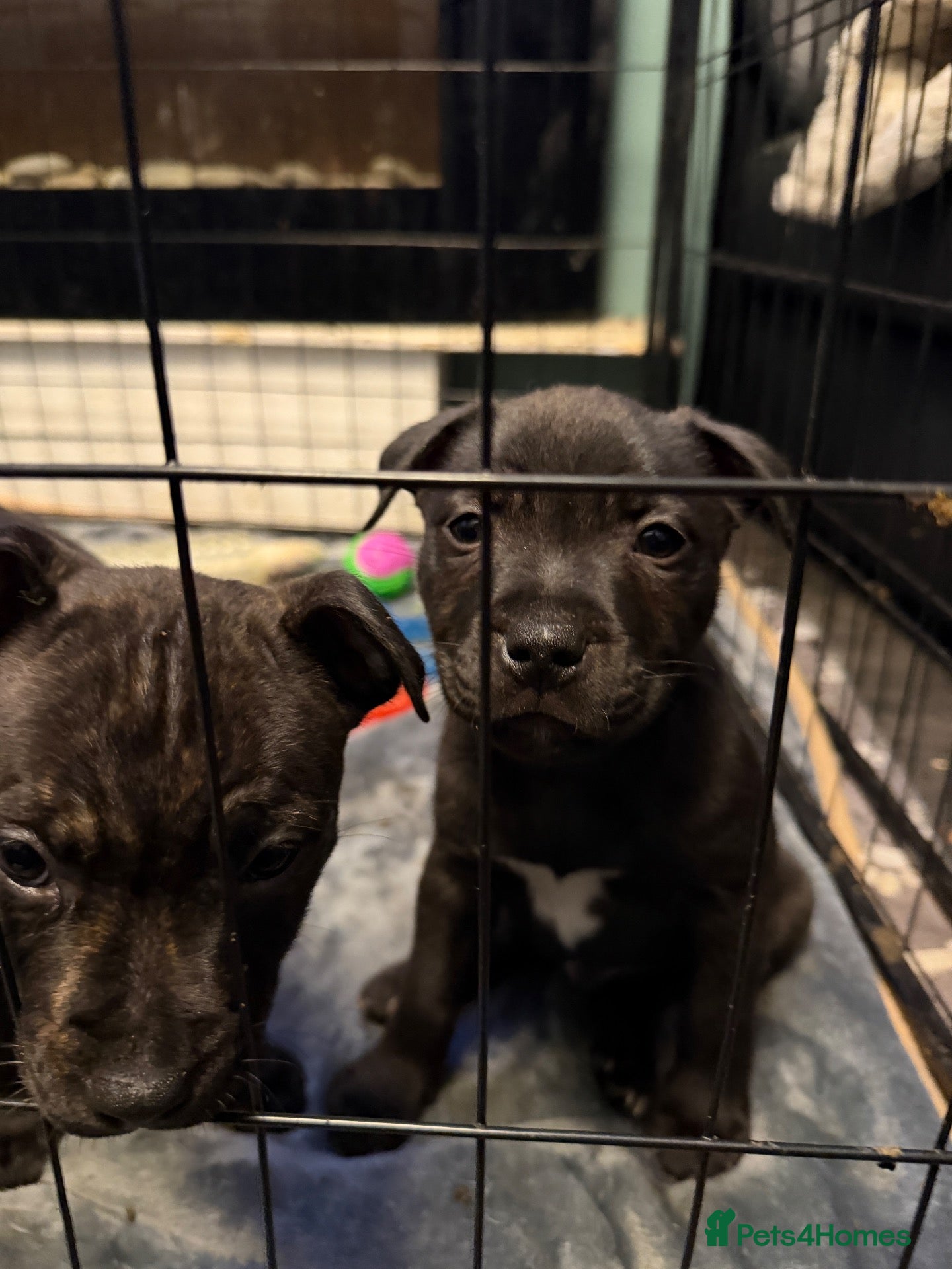 Staffordshire Bull Terrier dogs for sale: Staffie Pup - brindle boy needing a home/family - Advert 1