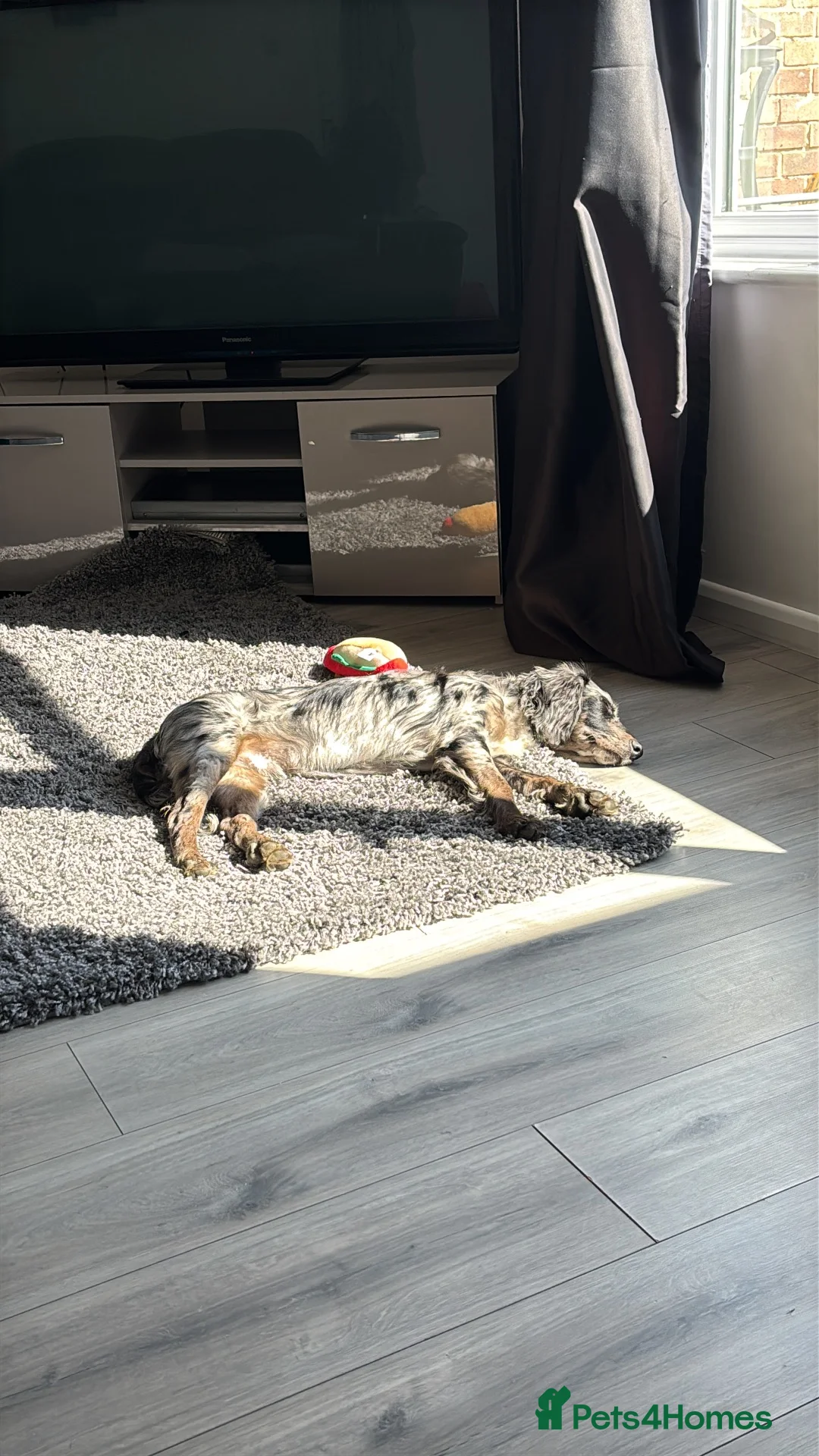 Cocker Spaniel dogs for sale: Experienced home only!  in Haverhill - Advert 11