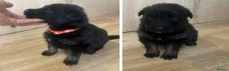 German Shepherd dogs for sale: German Shepherd Pups - Advert 10