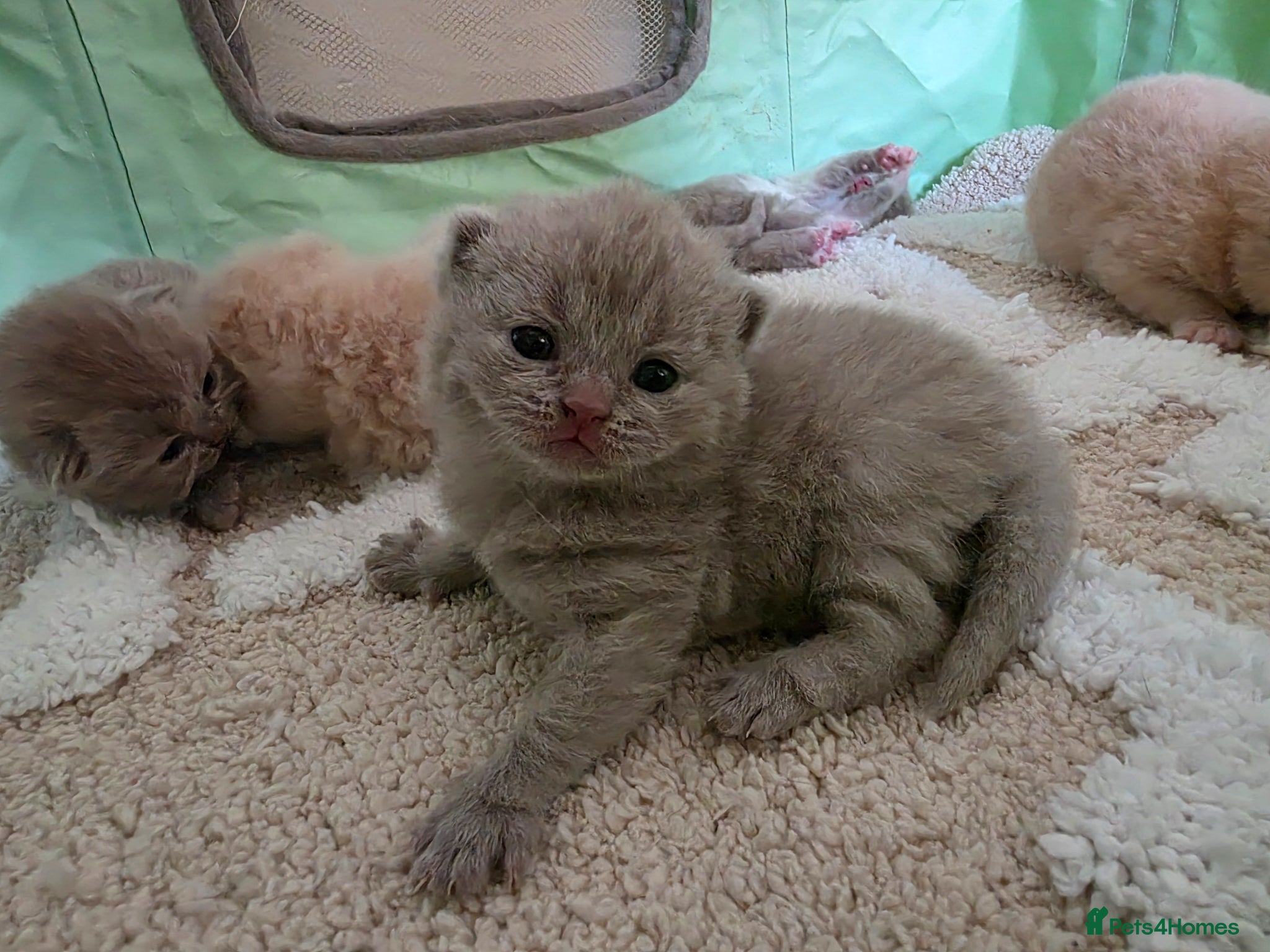 British Shorthair cats Last female Champion🏆 British Shorthair kitten - Advert 2