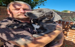 Cane Corso dogs for sale: Italian cane corso puppies  - Image 5