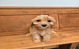 Cavapoo dogs for sale: F1 Red Cavapoo Puppies - Image 8