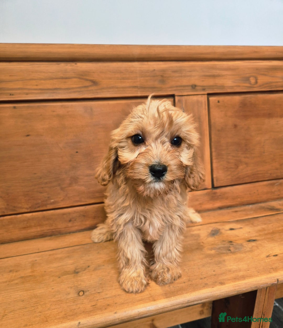 Cavapoo dogs for sale: F1 Red Cavapoo Puppies - Image 8