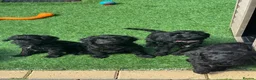 Cockapoo dogs for sale: Super cute 2 Tiny Female Cockapoo Pups - Advert 15