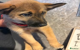 Mixed Breed dogs for sale: Siberian husky cross belgian malinois - Image 27