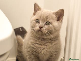 British Shorthair cats British shorthair and longhair - Advert 2